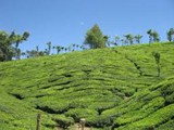 thekkady tea garden