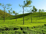 tea-garden-munnar
