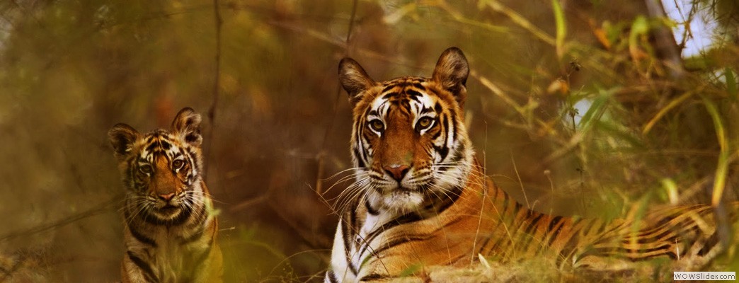 Welcome to Periyar Wildlife sanctuary, Thekkady..